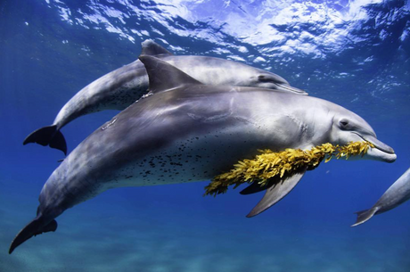 Freediving_Agulas_Mozambique_Dolphins_Peter_Marshall_Photography