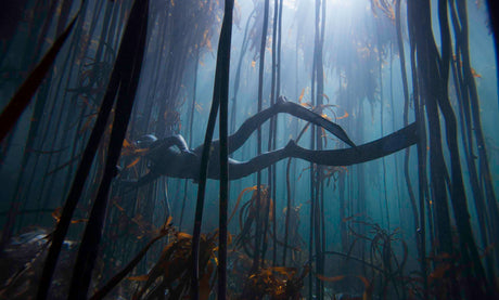 freediving_agulhas_hanli_prinsloo_kelpforest_2-scaled