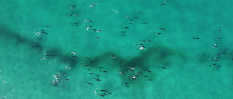 4 Inspiring Ocean Conservation Stories That Support People & Planet