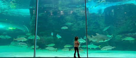 Are Aquariums Ethical? How Conservation and Rehabilitation Are Changing the Debate