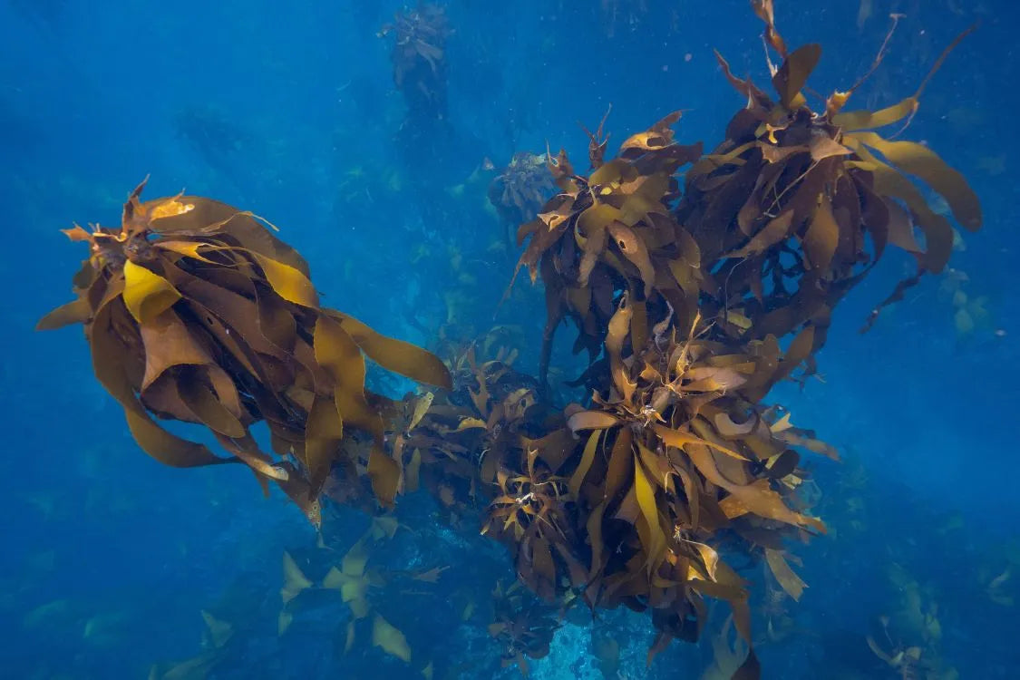 Agulhas_Kelp_forestation_impact_climate_change_2