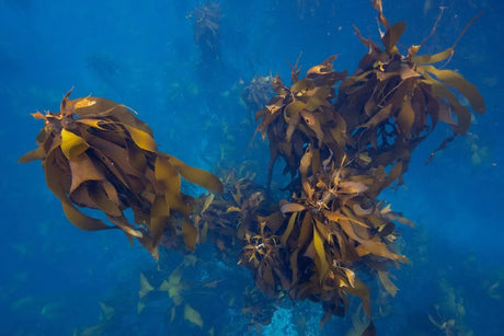 Agulhas_Kelp_forestation_impact_climate_change_2