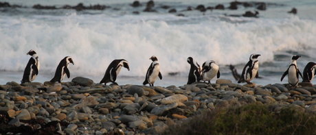 The African Penguin Conservation Crisis: Protecting our Marine Heritage