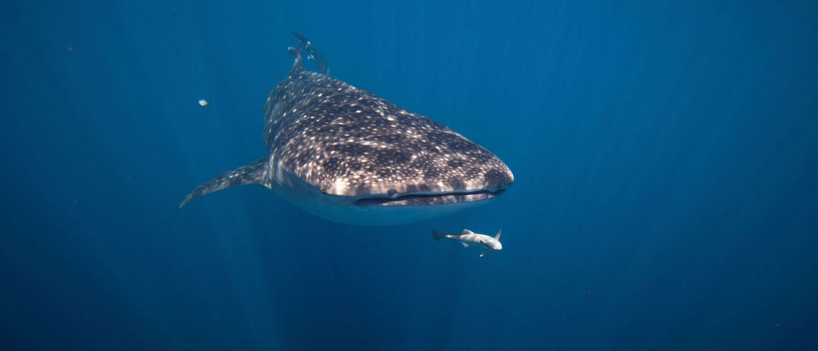 Freediving with Whale Sharks blog banners