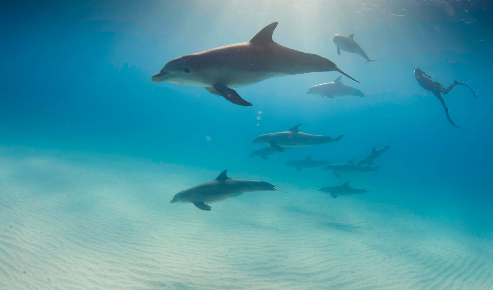 Unlocking the Importance of Marine Protected Areas with AGULHAS: A Dive into Ocean Conservation_1